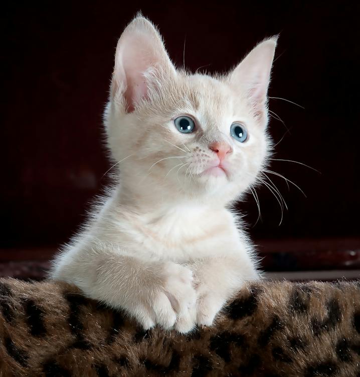 pexels cat