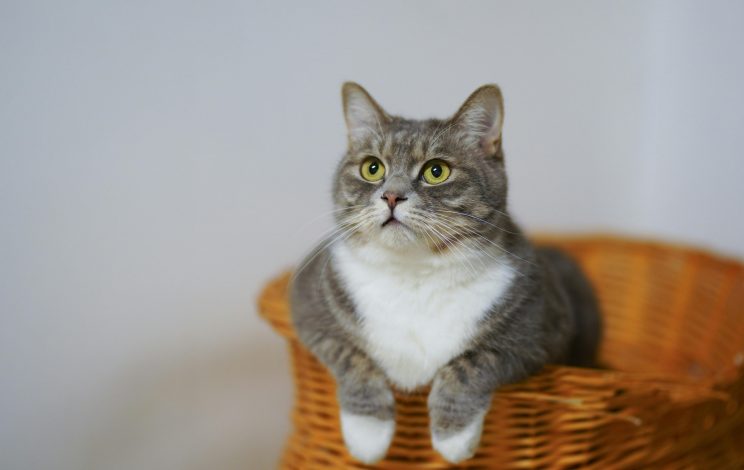 pexels cats coming 1543793